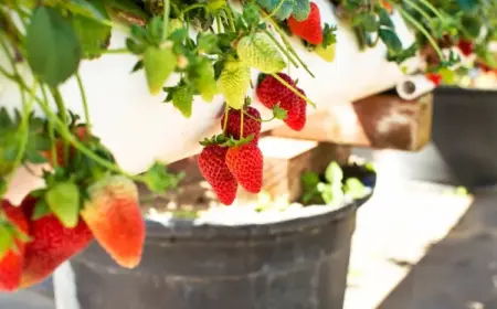 Erdbeeren platzsparend pflanzen nützliche Tipps