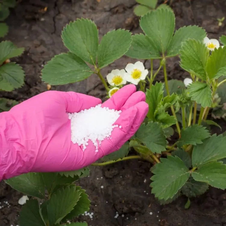 Erdbeeren richtig düngen Anleitung und Tipps nach der Ernte