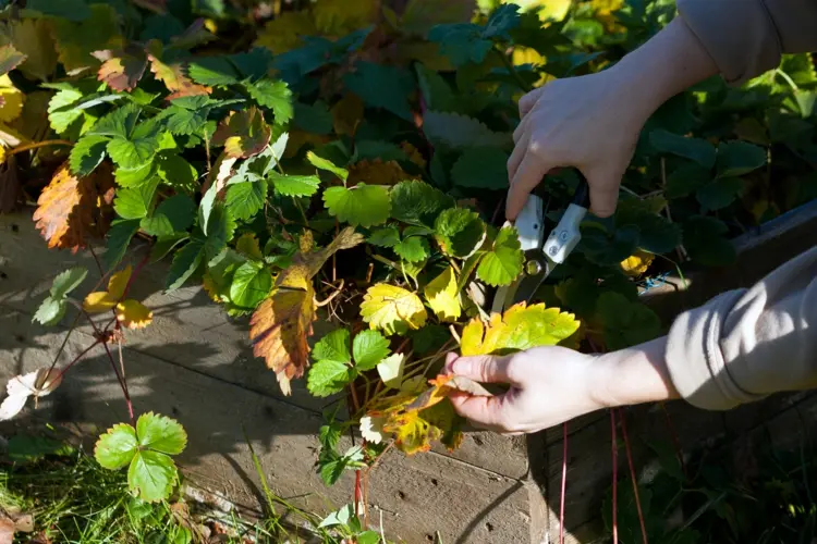 Erdbeeren schneiden - Gelbe Blätter und abgestorbene Pflanzenteile entfernen