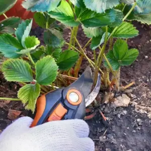 Erdbeeren schneiden im Herbst und Frühling - Wann ist die richtige Zeit