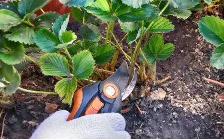 Erdbeeren schneiden im Herbst und Frühling - Wann ist die richtige Zeit