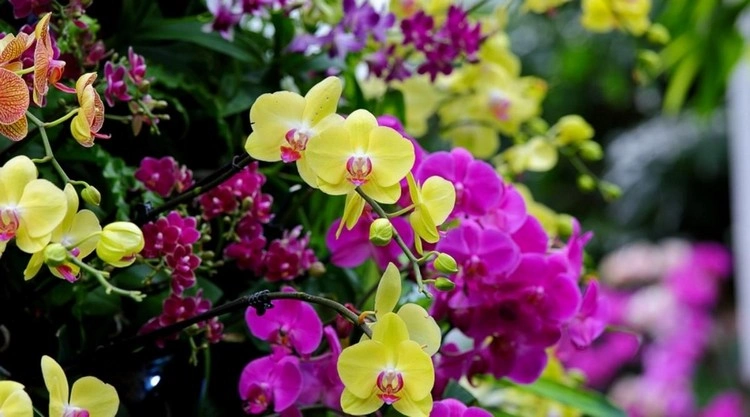 Erfahren Sie mehr über Orchideenarten und wie Sie sie pflegen sollten
