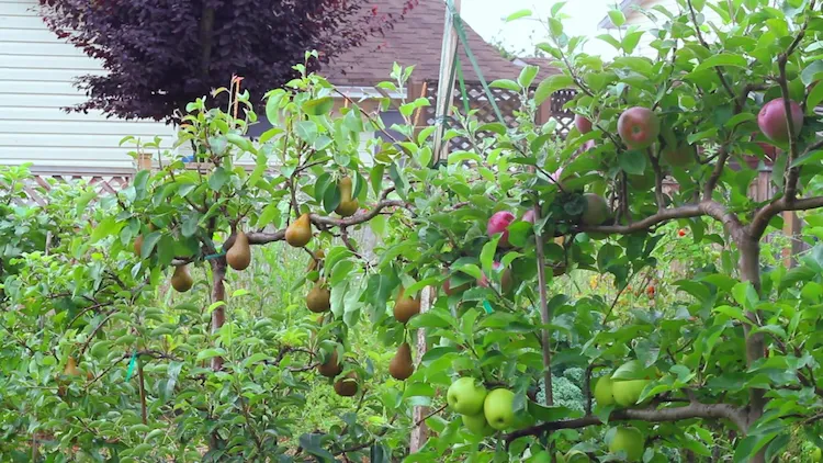 Erstellen Sie Ihr eigenes Spaliersystem, damit Sie Ihre Obstbäume stützen können