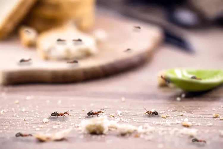 Essig gegen fliegende Ameisen im Haus was tun gegen Ameisen