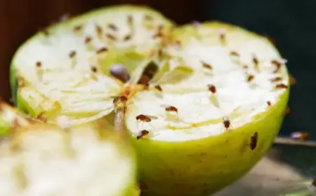 Fruchtfliegen auf Obst wie loswerden nützliche Tipps