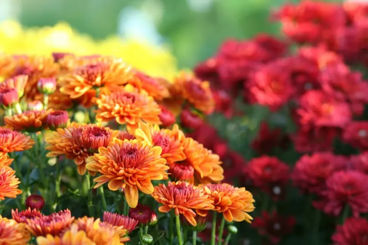 Gartenarbeit im September - Chrysanthemen, Herbstblumen und Zwiebelblumen