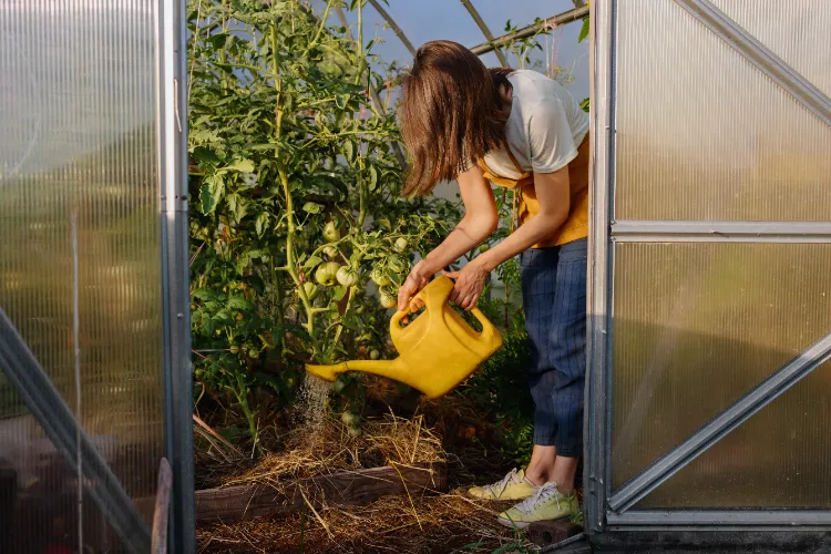 Gartenpflanzen bei Hitze gießen wann Gartenpflege Tipps Hochsommer