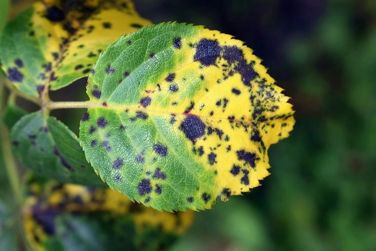 Gelbe Blätter und braune Flecken - Sternrußtau verhindern - Tipps gegen Rosenkrankheiten