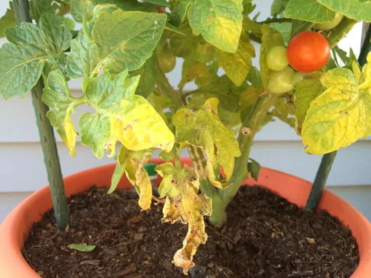 Gelbe Blätter an Tomaten im Topf