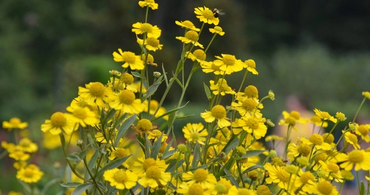 Gelbe Herbstblumen - Welche Pflanzen dürfen nicht in Ihrem Herbstgarten fehlen