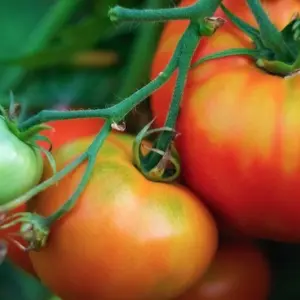 Gelbe und grüne Stellen an Tomatenpflanzen verhindern - Schatten ist wichtig