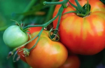 Gelbe und grüne Stellen an Tomatenpflanzen verhindern - Schatten ist wichtig