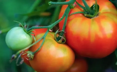 Gelbe und grüne Stellen an Tomatenpflanzen verhindern - Schatten ist wichtig