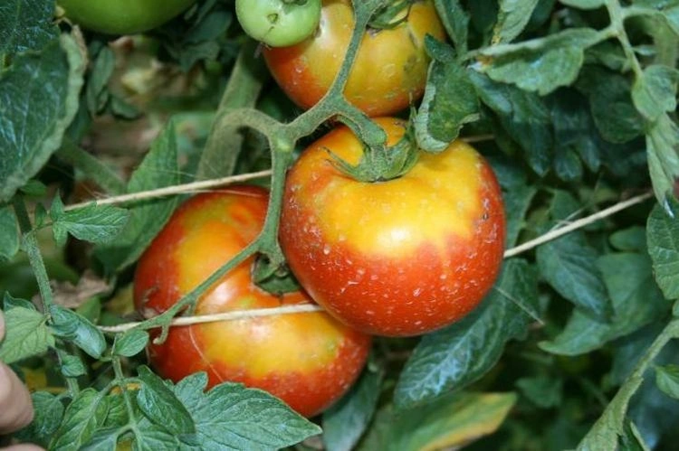 Gelbkragen und Grünkragen bei Tomaten vermeiden