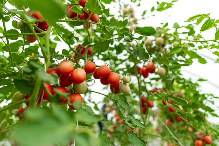 Gemüse im August - Tomatenpflanzen