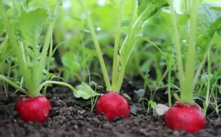 Gemüse im August aussäen knackige Radieschen vor Saisonende ernten