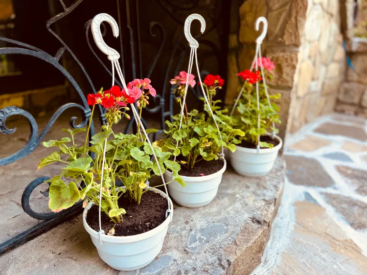 Gerianien im Sommer pflegen wie Pflanzen im Garten vor Hitze schützen