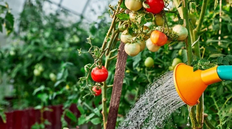 Gießfehler kann zu gelben Blättern bei Tomaten führen