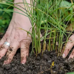 Gräser pflanzen - Tipps und Anleitungen zum Anbauen und Pflege im Garten oder in Kübeln