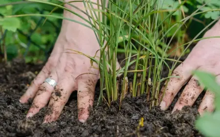 Gräser pflanzen - Tipps und Anleitungen zum Anbauen und Pflege im Garten oder in Kübeln