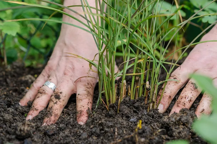 Gräser pflanzen - Tipps und Anleitungen zum Anbauen und Pflege im Garten oder in Kübeln