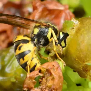 Hausmittel gegen Wespen im Garten Wespen von Weintrauben fernhalten ohne Chemie