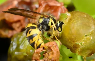 Hausmittel gegen Wespen im Garten Wespen von Weintrauben fernhalten ohne Chemie