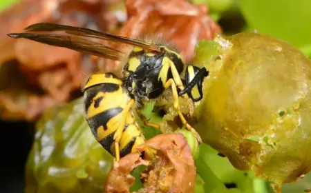 Hausmittel gegen Wespen im Garten Wespen von Weintrauben fernhalten ohne Chemie
