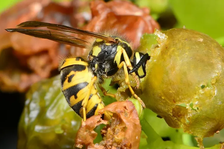 Hausmittel gegen Wespen im Garten Wespen von Weintrauben fernhalten ohne Chemie