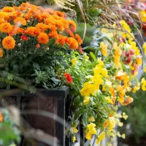 Herbstblumen für Balkonkasten und Blumenkübel pflanzen