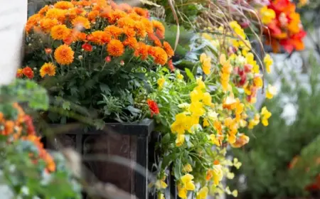 Herbstblumen für Balkonkasten und Blumenkübel pflanzen