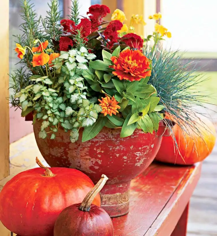 Herbstblumen und Pflanzen für Balkon mehrjährige Arten