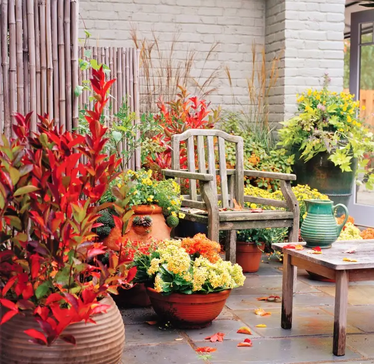 Herbstpflanzen für Balkon und Kübelgarten welche sind blühend und winterhart