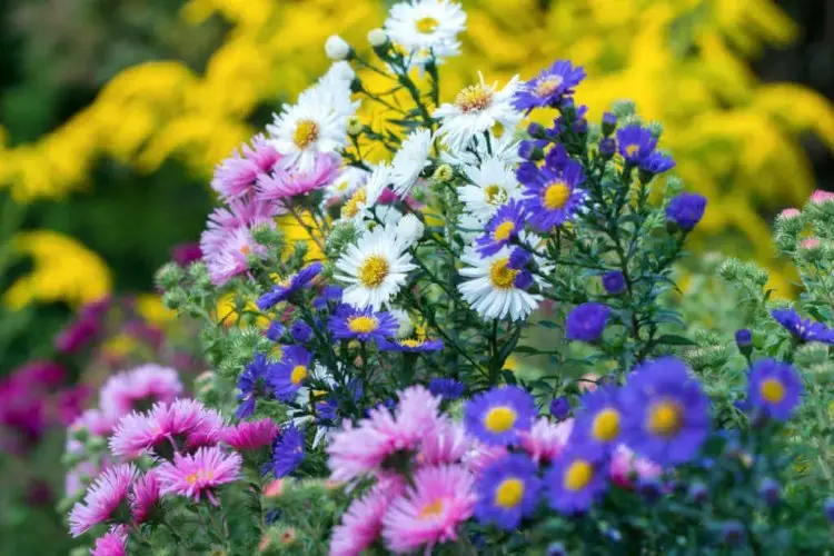 Herbstpflanzen für Kübel Chrysanthemen passende Sorten