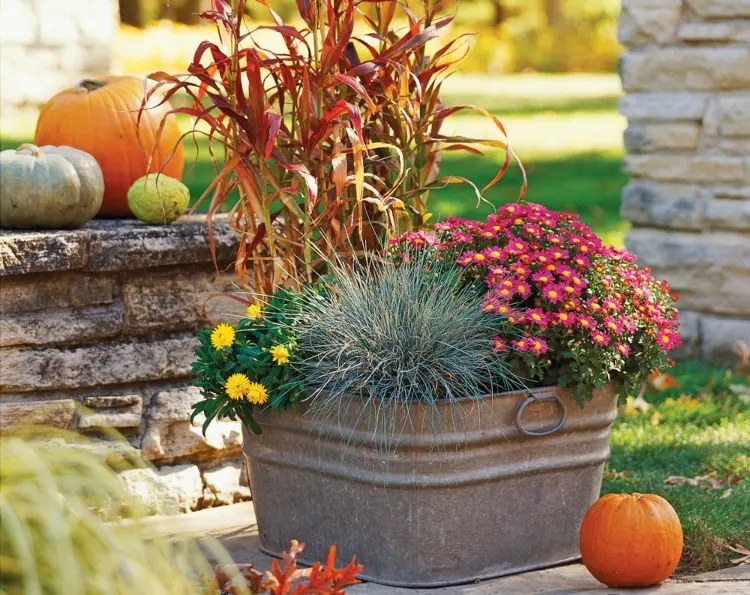 Herbstpflanzen für Kübel und Balkonkasten Pflege Tipps