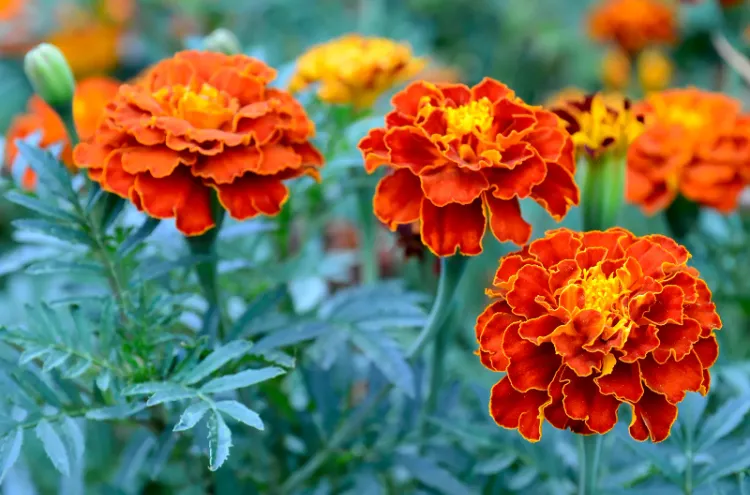 Hitzeresistente Pflanzen Ringelblume bei Hitze pflegen