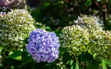 Hortensie Endless Summer bekommt grüne Blüten und verliert Farbe