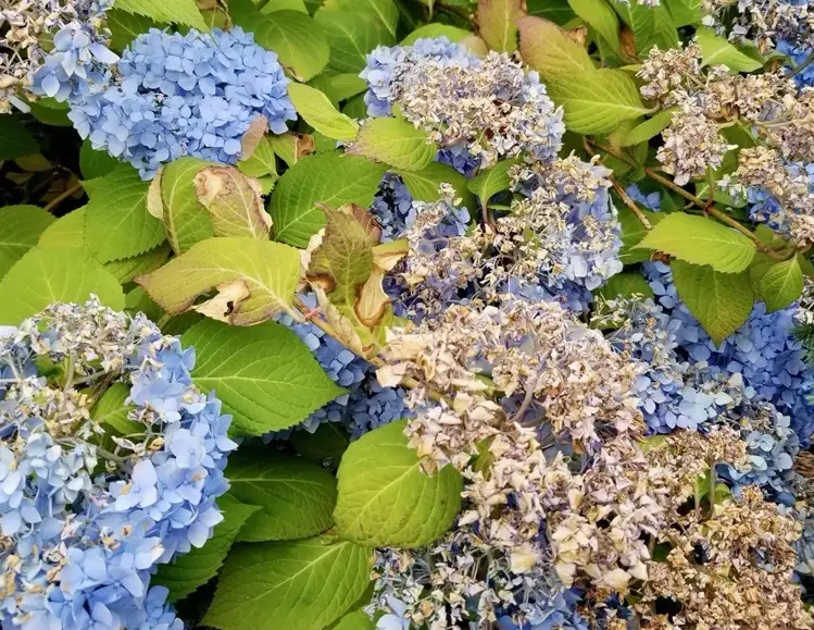 Hortensie bekommt Sonnenbrand was tun um Pflanze zu retten