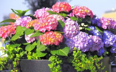 Hortensien im Topf richtig pflegen im Herbst (1)