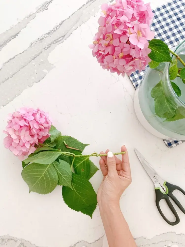 Hortensien richtig anschneiden für die Vase