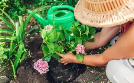 Hortensien vom Topf in den Garten pflanzen