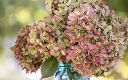 Hortensienblüten getrocknet in der Vase