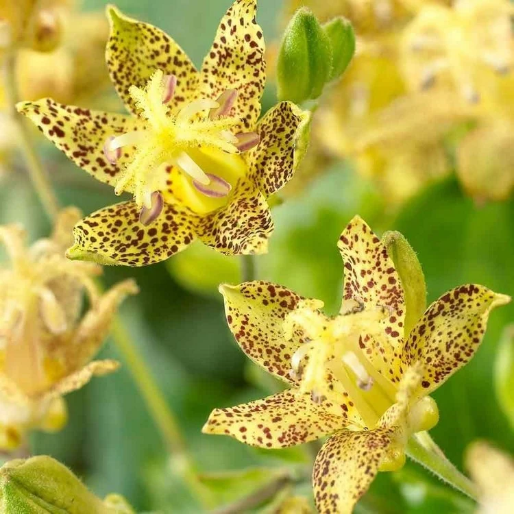 Im Herbst produzieren Tricyrtis Krötenlilien Blüten, die an Orchideen erinnern