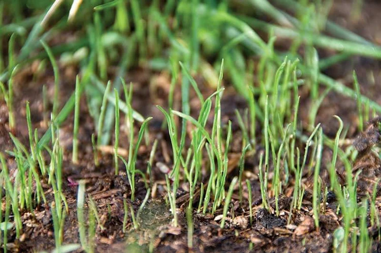 Rasen säen im Herbst - Je nach der Grasart, die Sie anbauen, kann die Keimung zwischen fünf und 21 Tagen dauern