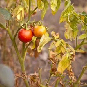 Kann man die Früchte essen wenn die Blätter der Tomatenpflanze gelb werden