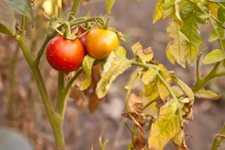 Kann man die Früchte essen wenn die Blätter der Tomatenpflanze gelb werden