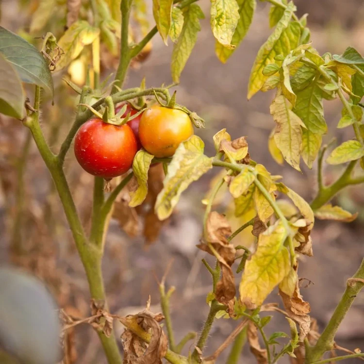 Kann man die Früchte essen wenn die Blätter der Tomatenpflanze gelb werden