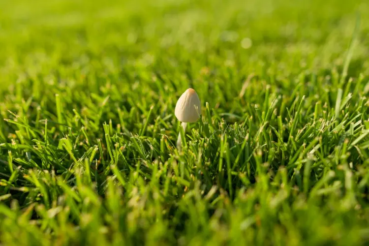Kleine, weiße Pilze im Rasen giftig oder essbar