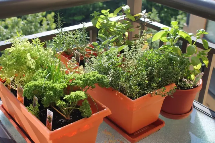 Kräutergarten auf dem Balkon anlegen winterharte Pflanzen für Herbst und Winter