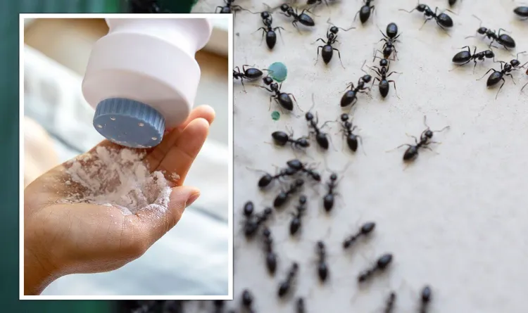 Kreide gegen Ameisen im Haus Ameisen vertreiben Hausmittel